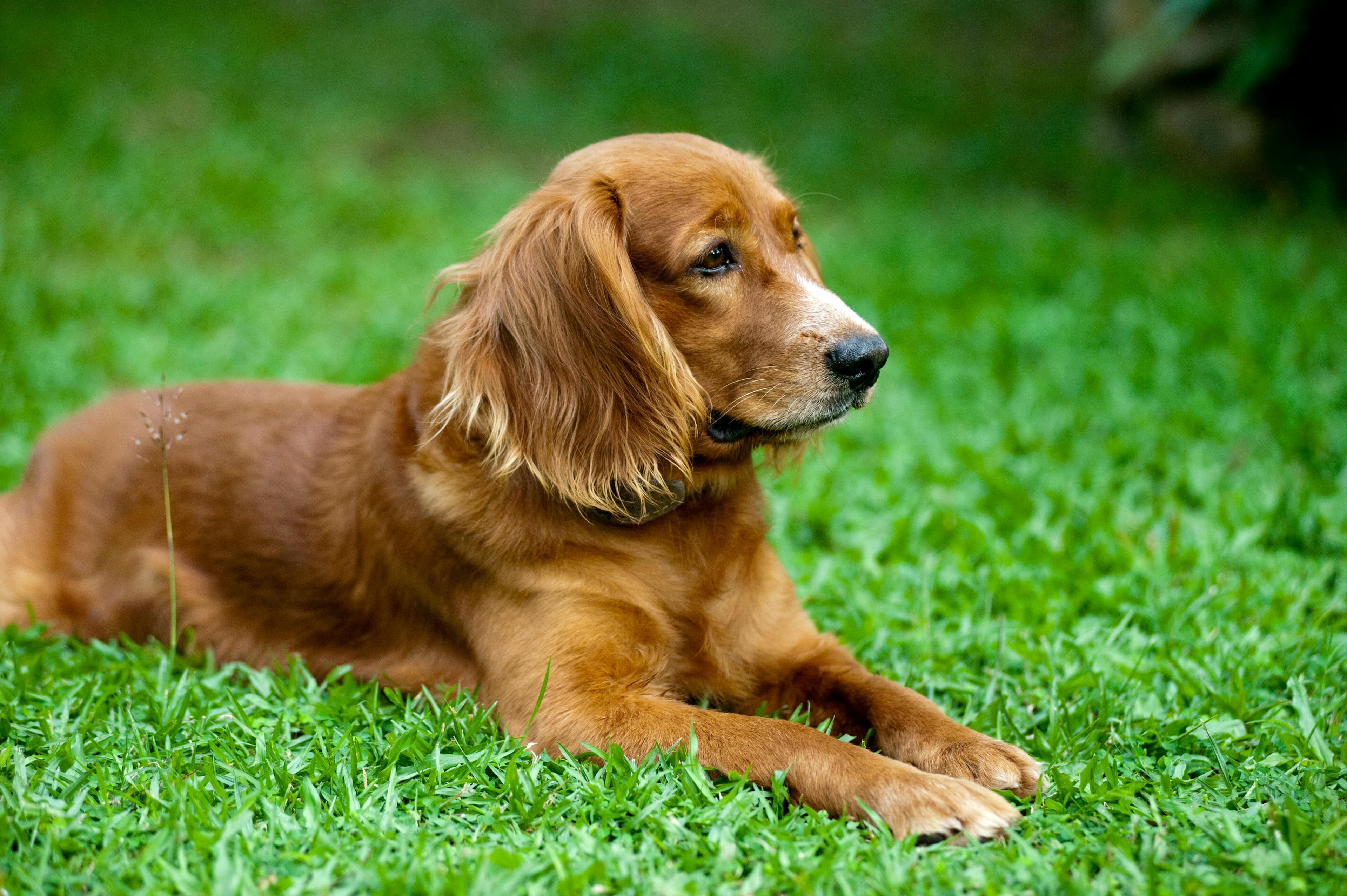 Canela