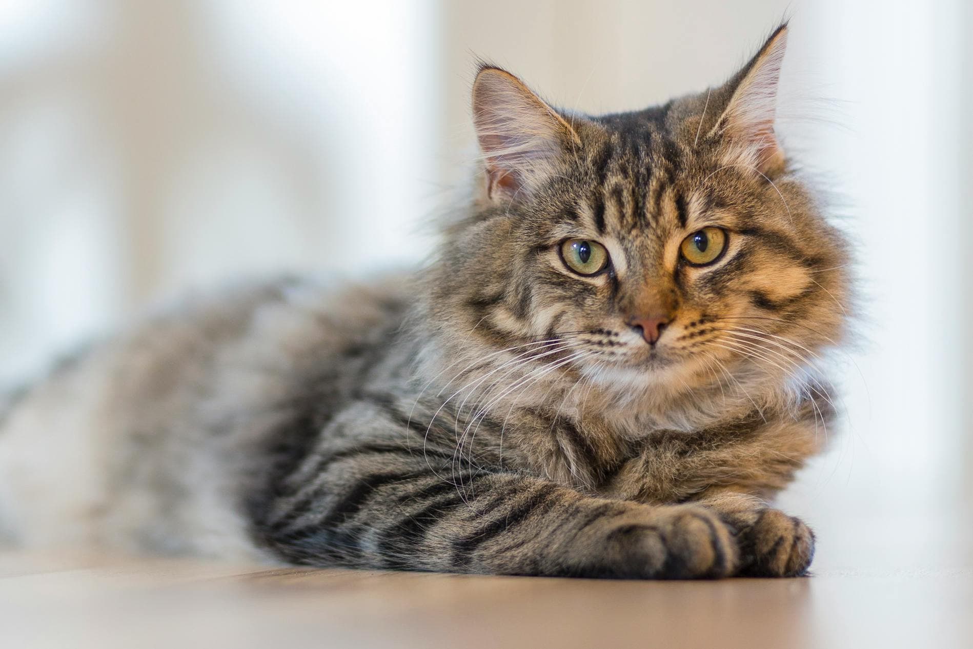 Milo