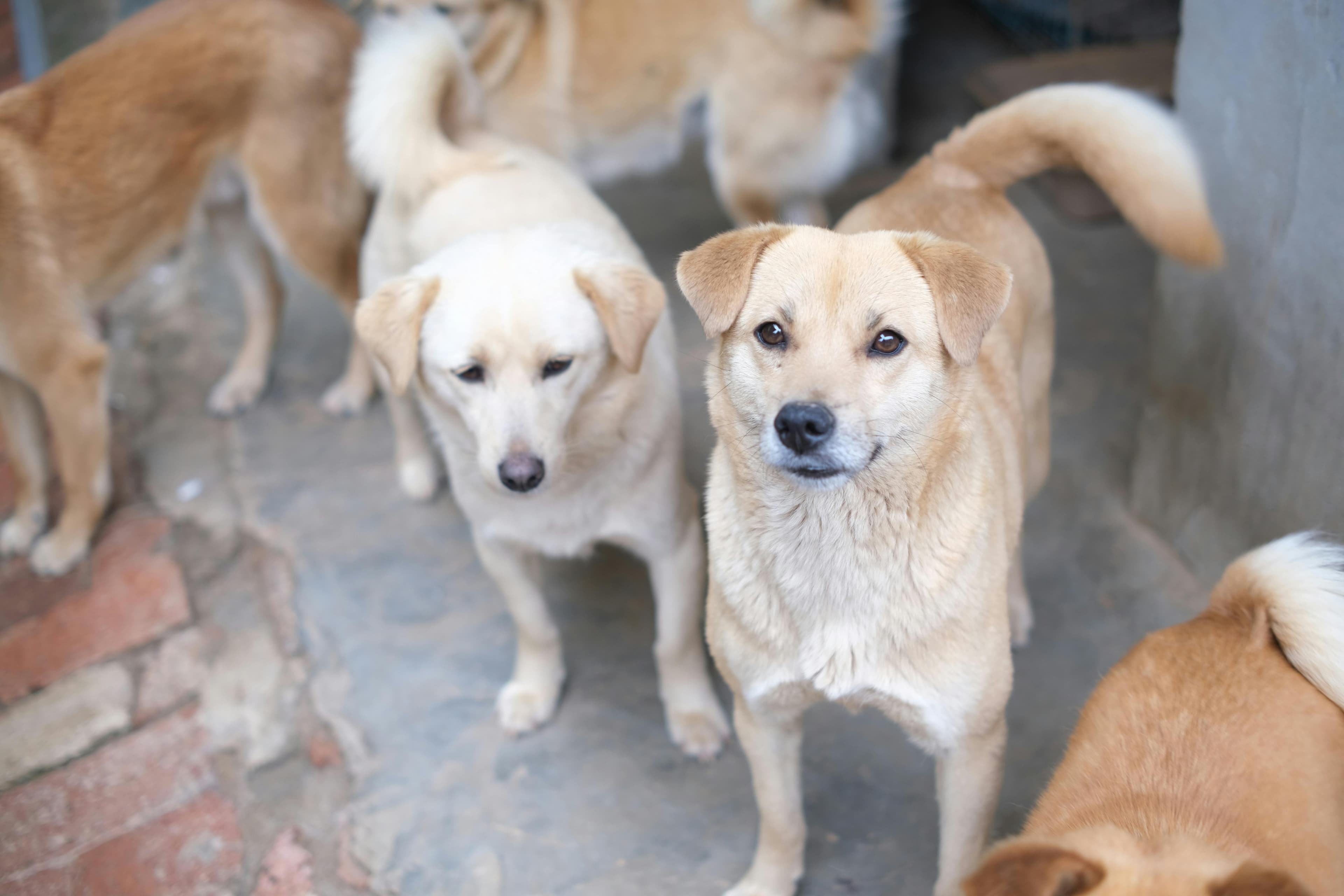 Animal en adopción