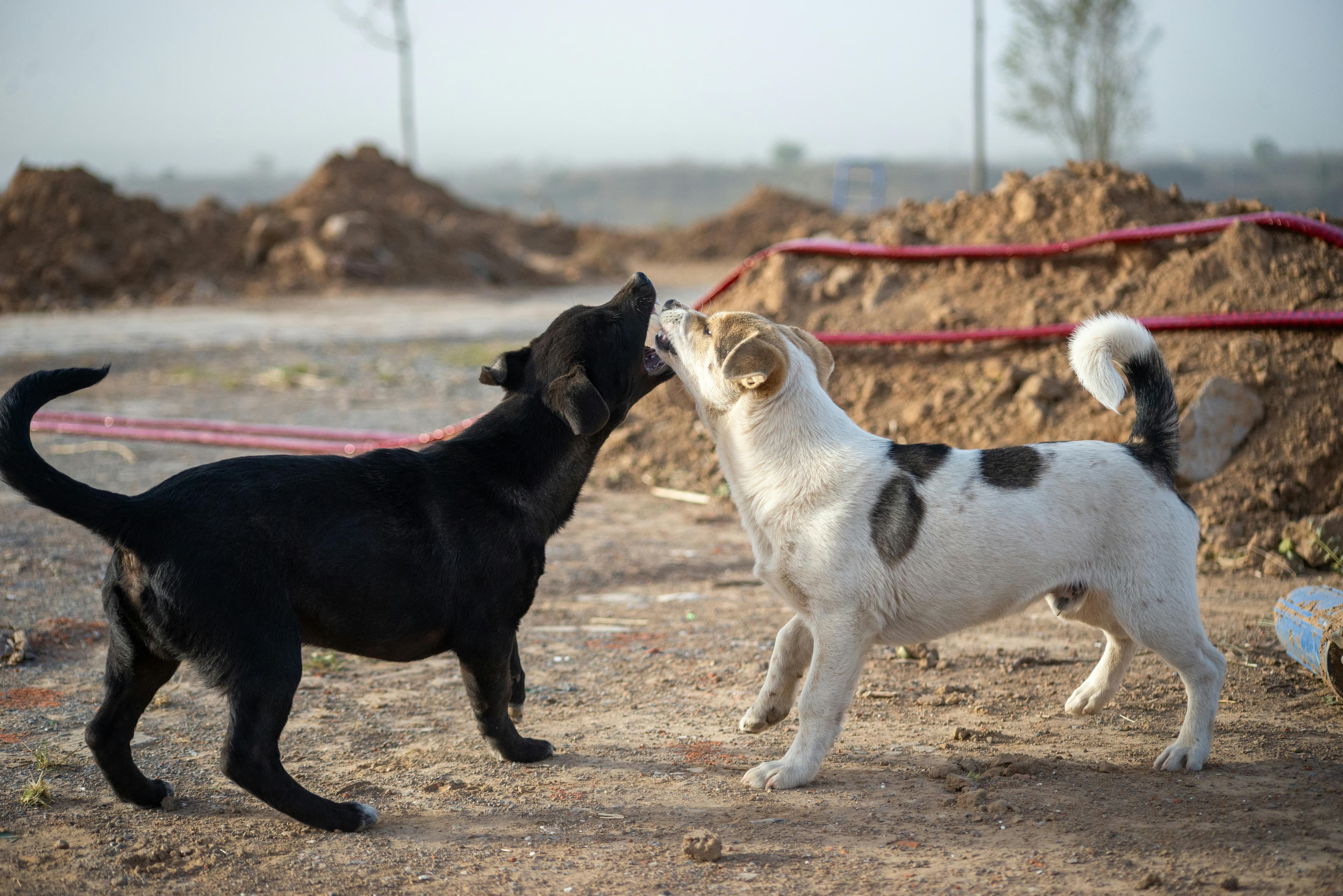 Animal en adopción